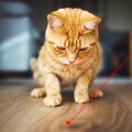 Tease Cat Pen Flashlight Toy
