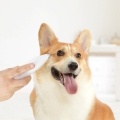 Pawbby Pets Hair Trimmer Dog Cat Shaver With 4 AAA Battery