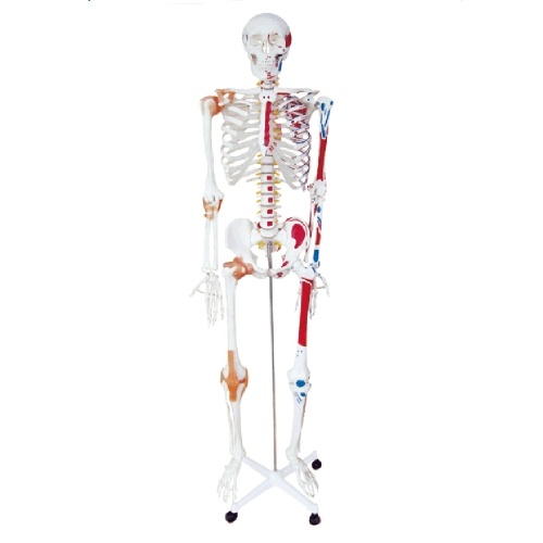 

TOMTOP Skeleton Teaching Model, Simulated Human Skeleton Model