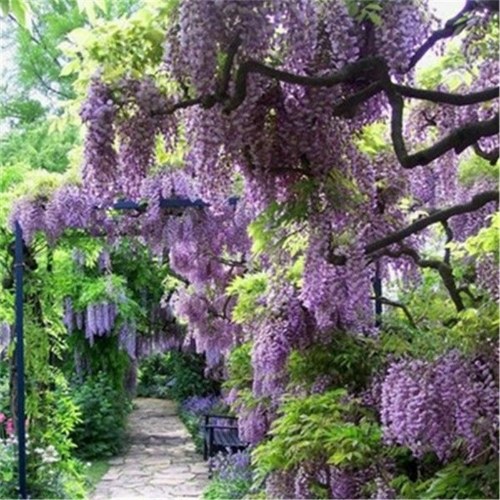 

30pcs Purple Wisteria Flower Seeds Perennial Climbing Plants Bonsai Home Garden