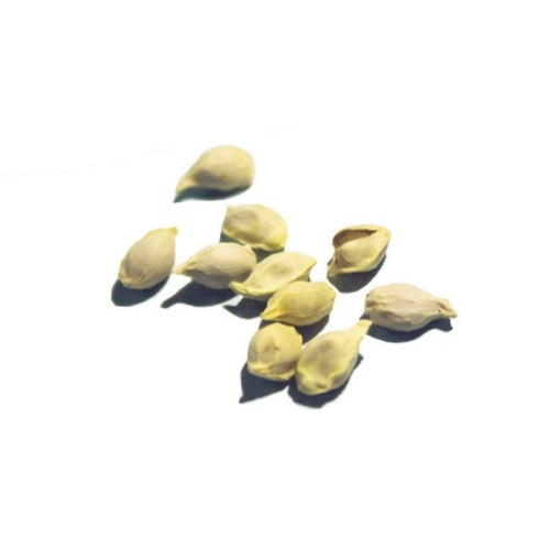 

10x Lemon tree Seeds Heirloom Garden Tree Outdoor Fruit Indoor Rare Organic Seed