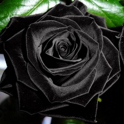 

100Pcs Mysterious Black Rose Flower Plant Seeds Beautiful Black Rose