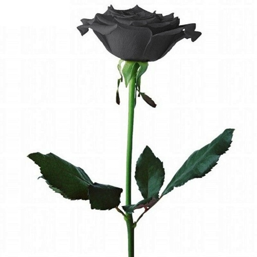 

100Pcs Mysterious Black Rose Flower Plant Seeds Beautiful Black Rose