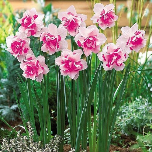 

400 Narcissus Duo Bulbs Scented Pastel Mixed Daffodil Plant Flower Seeds Double