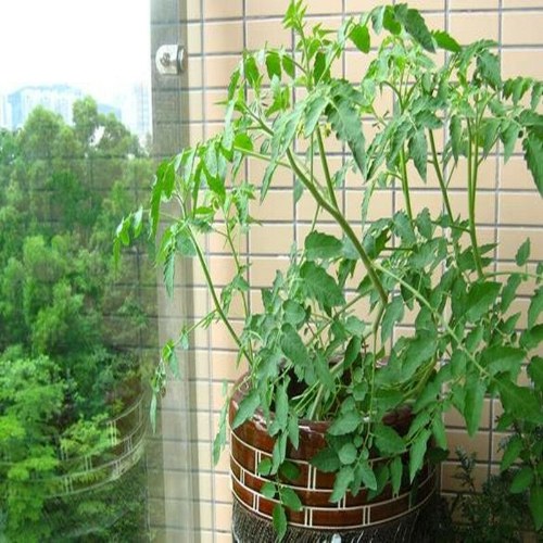 

20 Seeds Purple Cherry Tomato Garden Organic Heirloom Fruit Vegetable Plant