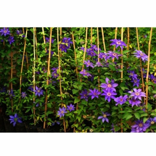 

50 seeds 24 colours beautiful clematis flower clematis climbing plants seeds