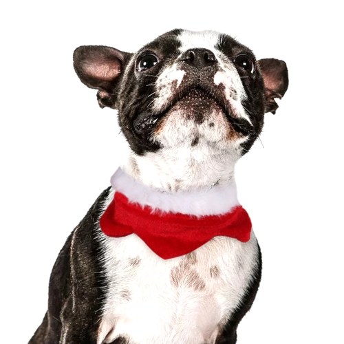 Pet Cats Dogs Animals Costume Clothes Kit Set