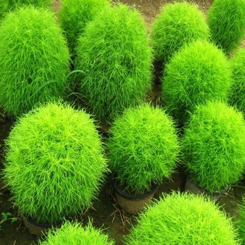 

100pcs Green Leaf/Red Leaves Seeds Aerobic Plants Potted Plant Seeds