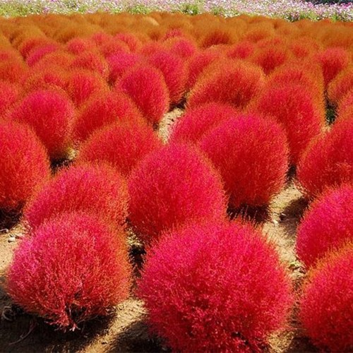

100pcs Green Leaf/Red Leaves Seeds Aerobic Plants Potted Plant Seeds