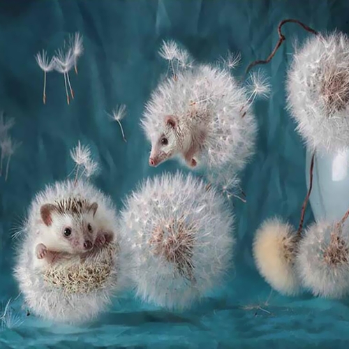 5D DIY Diamond Embroidery Dream Dandelion Sunset Cute Hedgehog Diamond Painting Rhinestone Home Decoration