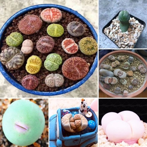 

100 Pcs Lithops Pseudotruncatella Seeds Dasktop Green Plants Rare Potted Stone Succulentes Mixture Seeds