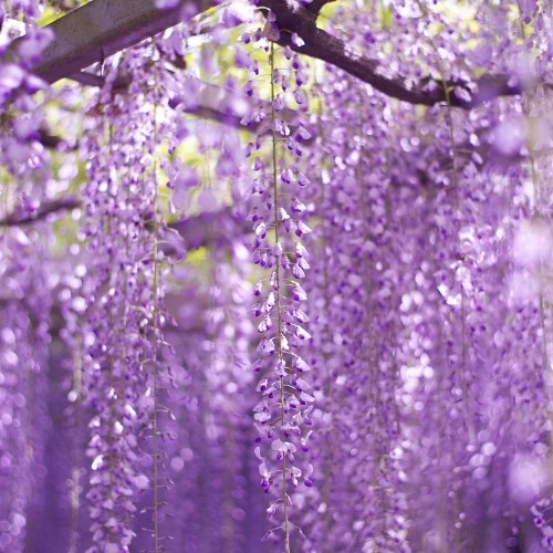 

20pcs Wisteria Vine Tree Seeds Purple Floribunda Semente Mixed Plant Wisteria sinensis Amazing Climber Flower Seed For Home DIY