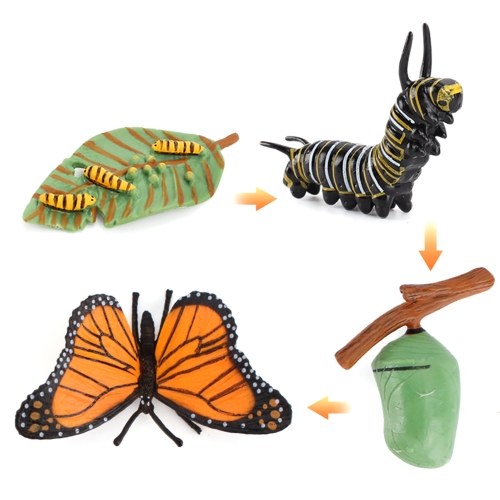 

Animal Growth Cycle Figurines Simulation Life Cycle Insect Growth Diary Animal Toy Figures Learning Educational Toy