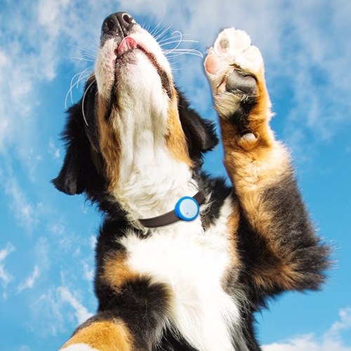 

Xiaomi Smart Dog Tag Sports Pendant Водонепроницаемый счетчик шагов сна