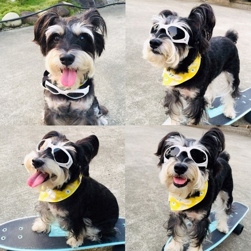 

Pet Sun Glasses Pet Goggles Waterproof Windproof Anti-Fog Eye Protection Glasses for Dogs Puppy