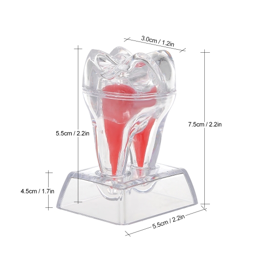 

Dental Molar Teeth Model with Crystal Base Hard Plastic Teeth for Dental Teeth Teaching Researching