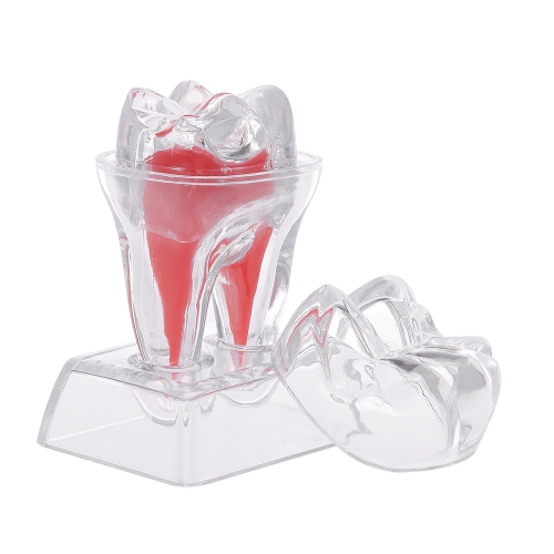 Dental Molar Zähne Modell mit Crystal Base Hartplastik Zähne für zahnärztliche Zähne Lehre Forschung