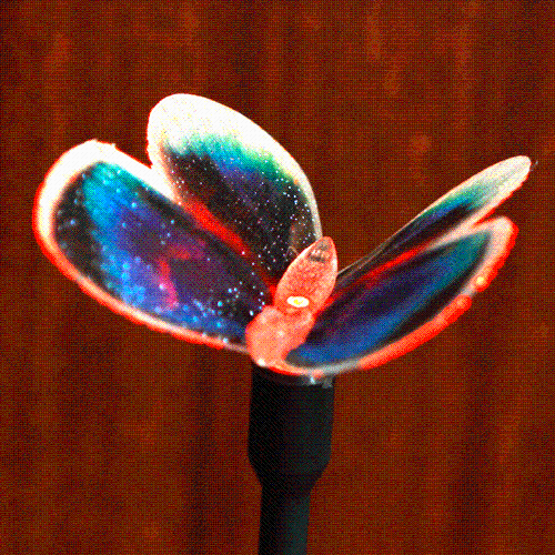 Бабочки которые меняют. Бабочки которые меняют. Удивительные бабочки. Бабочки которые меняют. Bicyclus anynana.