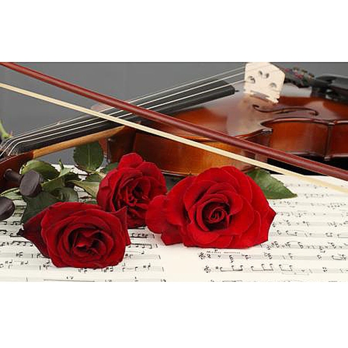 

1/2 Arbor Violin Bow Fiddle Bow Horsehair Exquisite